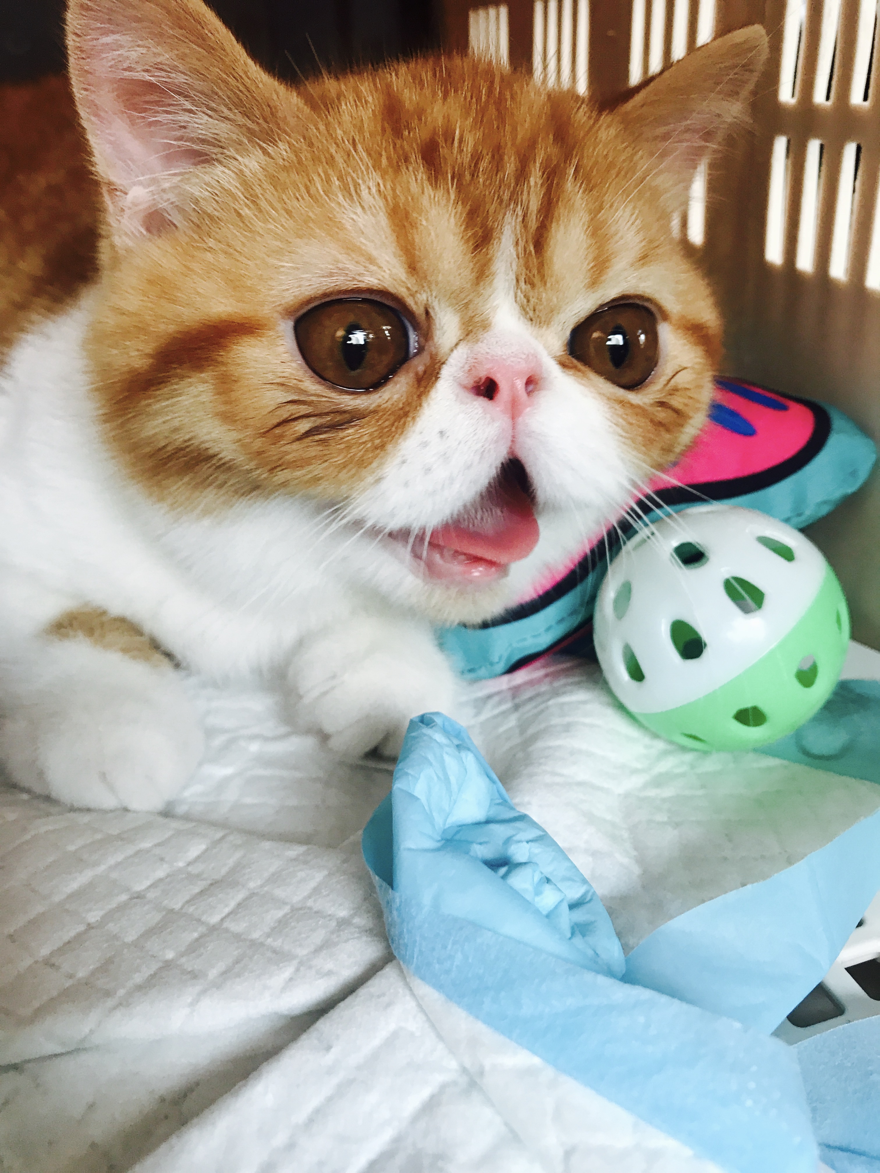 剁手清单#别云吸猫了,我告诉你什么猫最粘人!