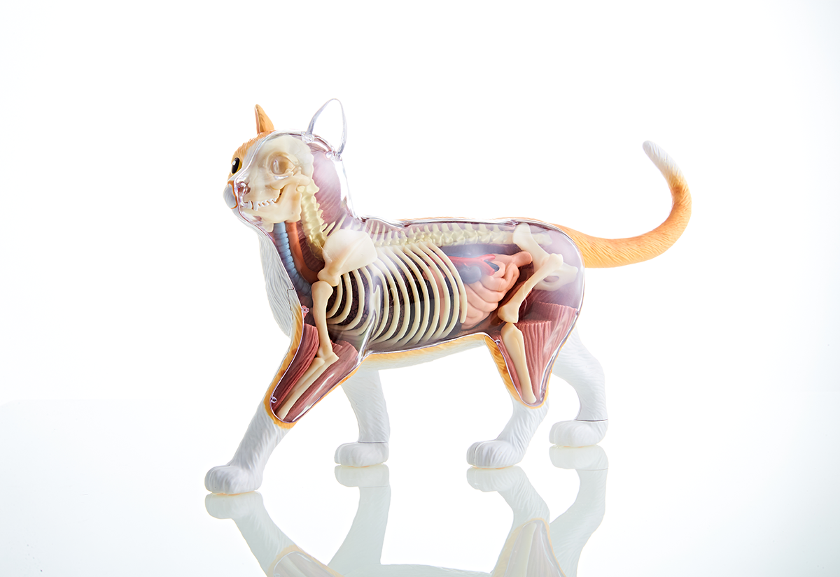 4dmaster动物解剖大橘猫