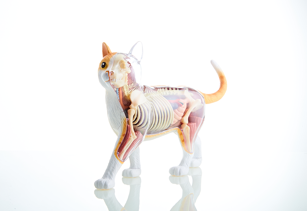 4dmaster动物解剖大橘猫