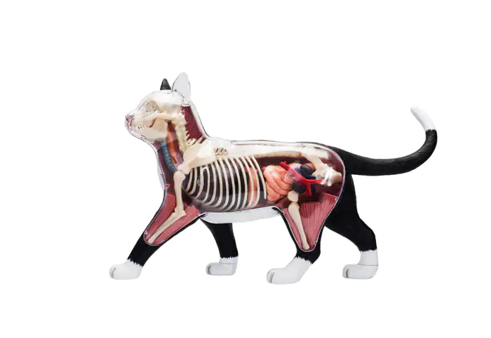 4D MASTER 动物解剖黑白猫- zFrontier 装备前线