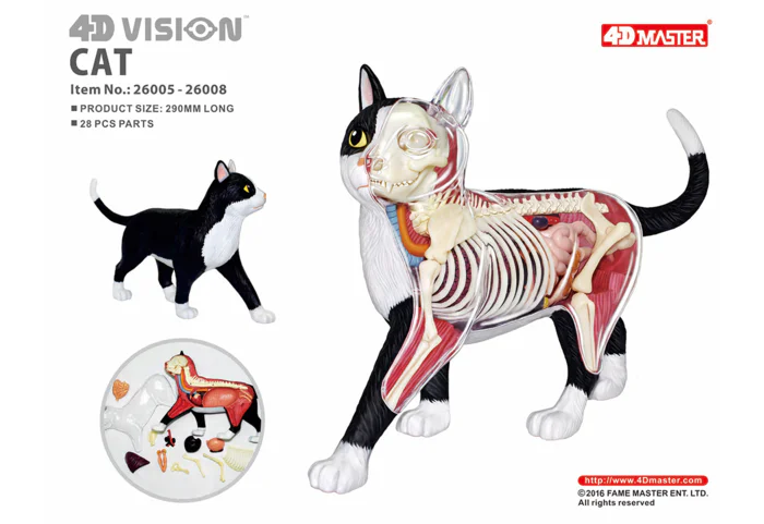 4D MASTER 猫の解剖模型 約25cm Amazon.co.jp: 4 D解剖模型キット猫25個セット骨格動物、動物