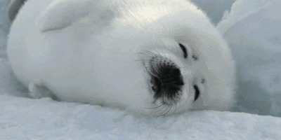 400_200gif 动态图 动图