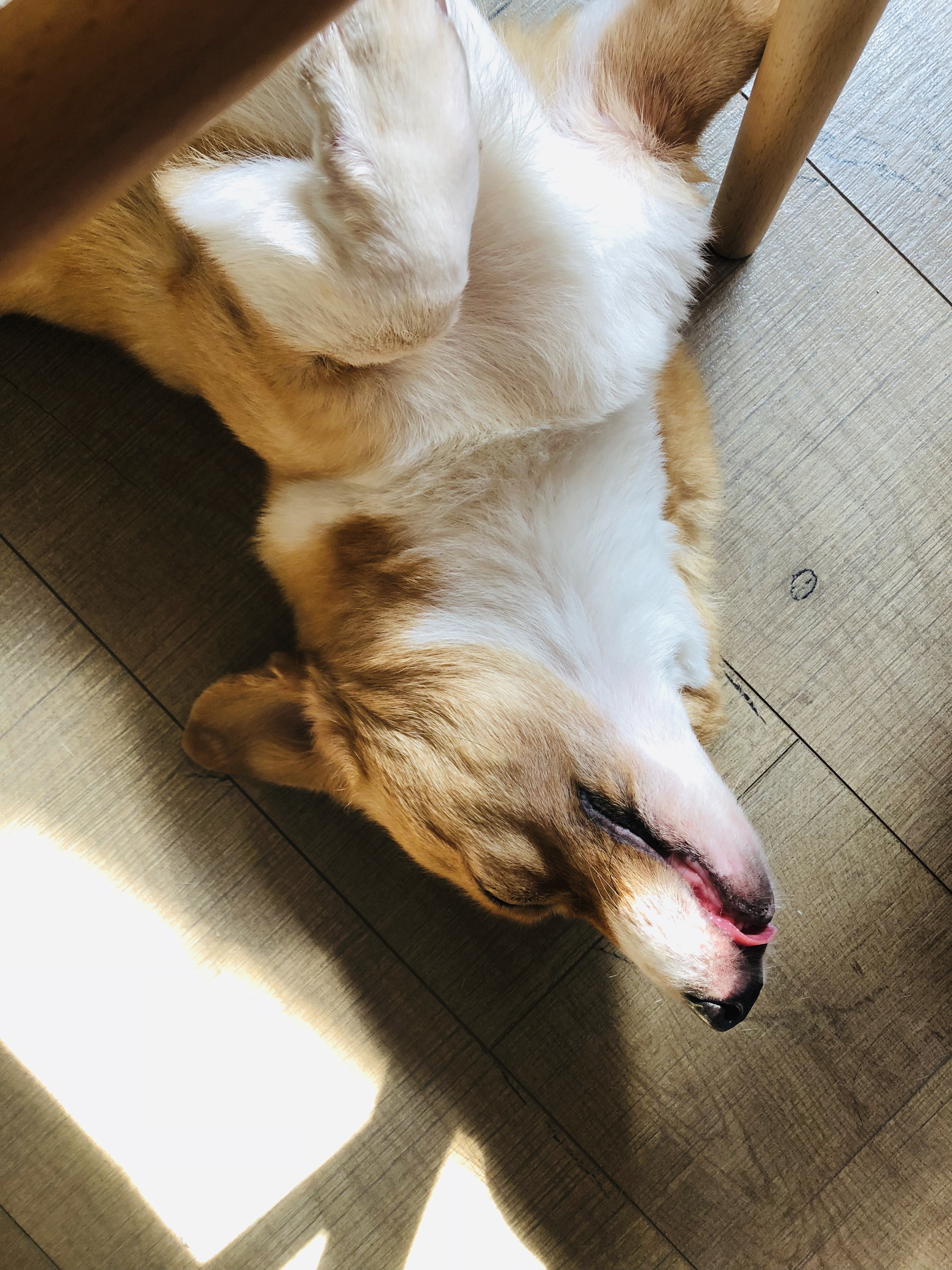 萌宠之前没想过会养一只矮肥挫