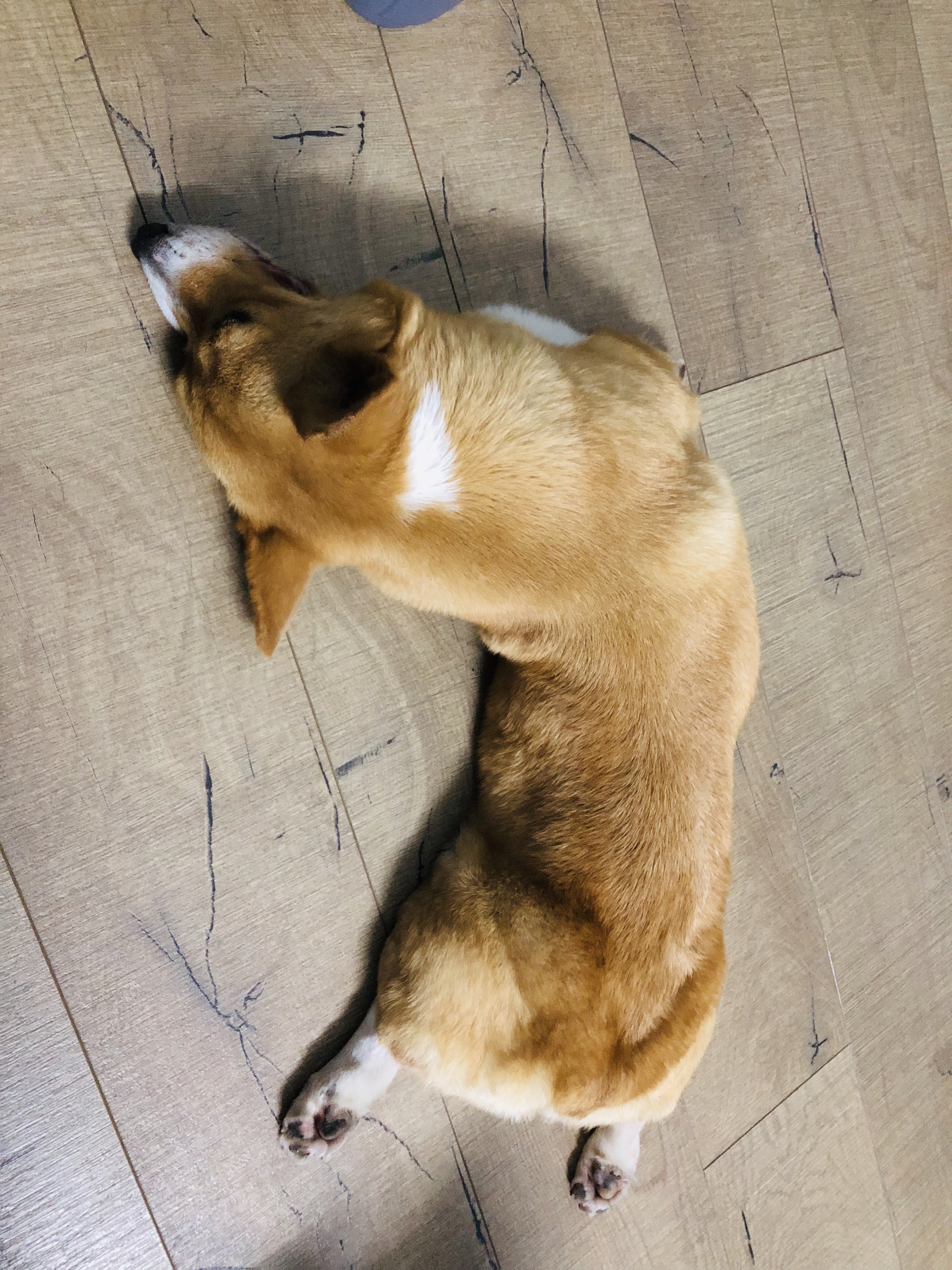 萌宠之前没想过会养一只矮肥挫