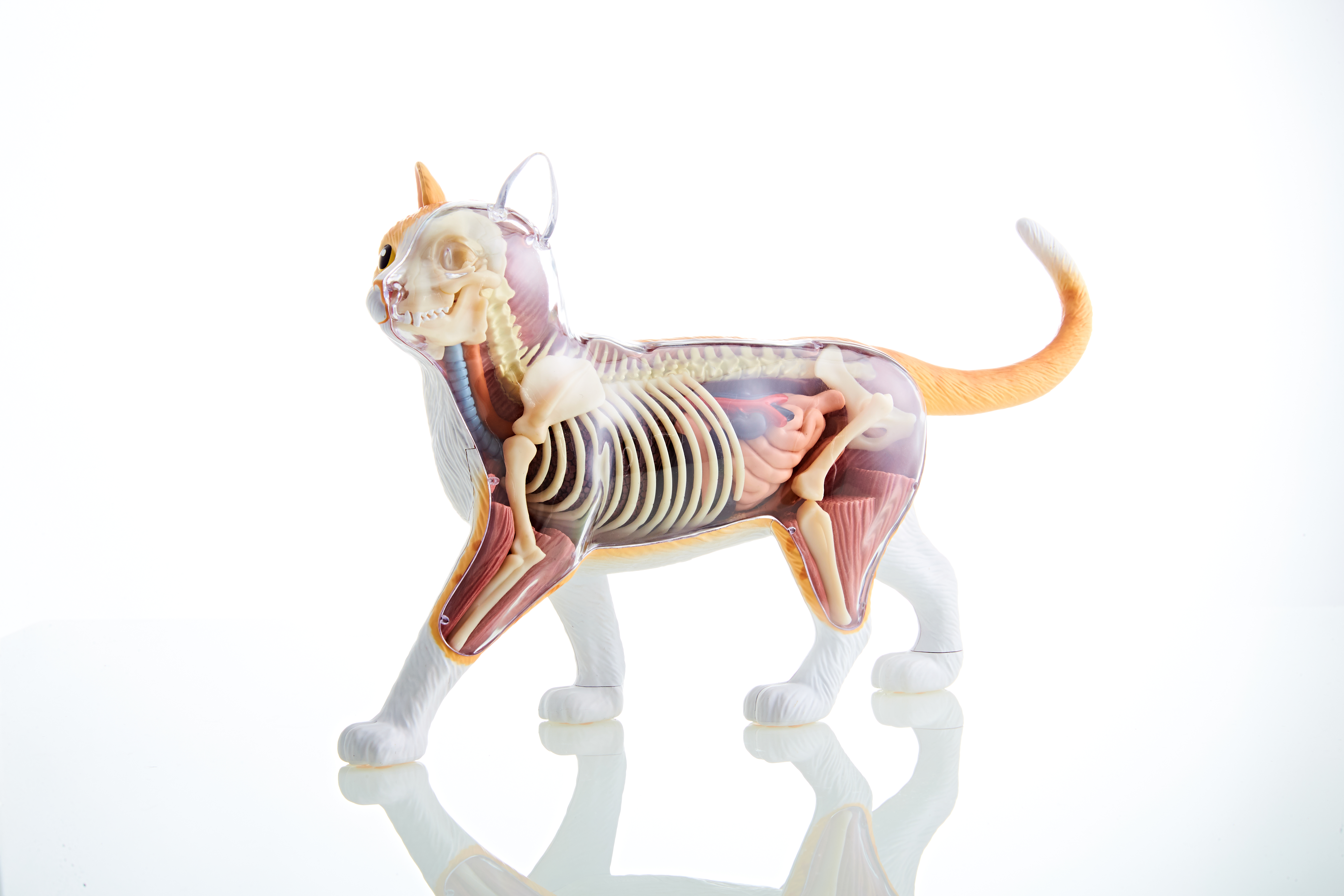 4dmaster动物解剖大橘猫