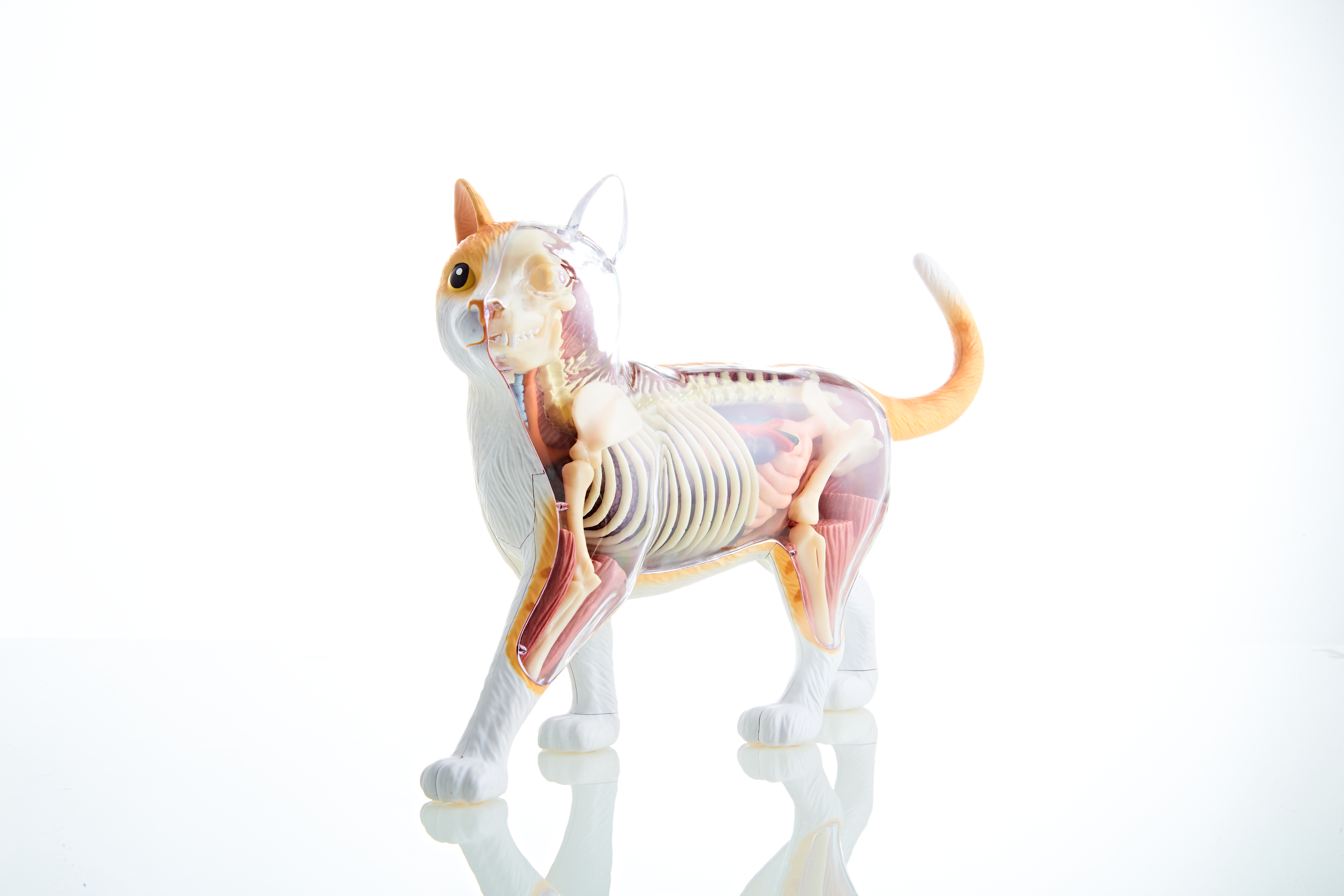 4dmaster动物解剖大橘猫