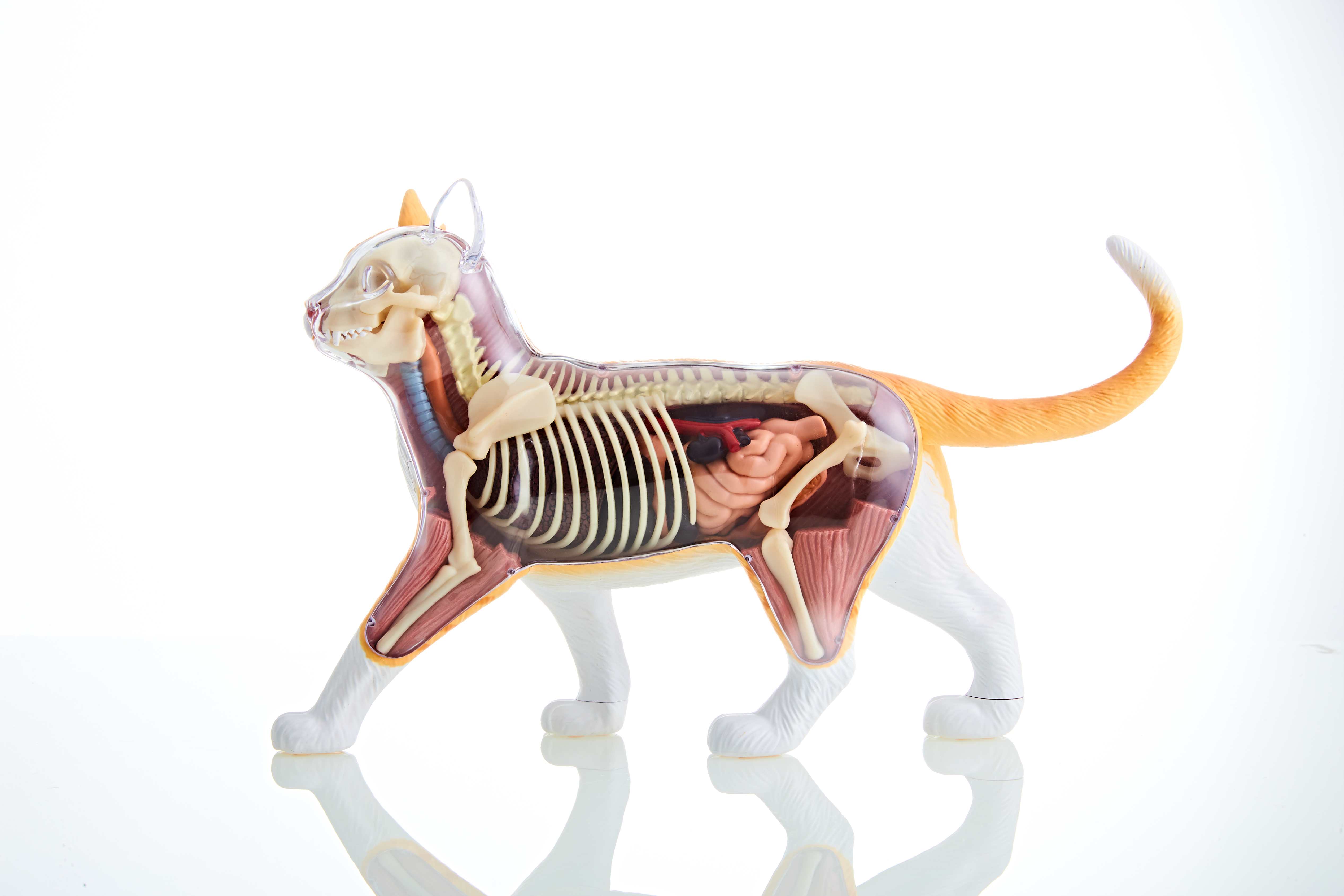 4dmaster动物解剖大橘猫